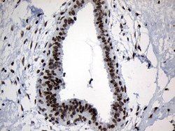Invitrogen ZNF705D Monoclonal Antibody (OTI1G1) 100 &mu;L; Unconjugated:Antibodies,