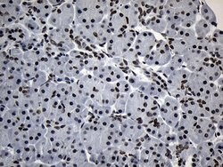 Invitrogen ZNF705D Monoclonal Antibody (OTI1G1) 100 &mu;L; Unconjugated:Antibodies,