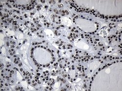 Invitrogen ZNF705D Monoclonal Antibody (OTI1G1) 100 &mu;L; Unconjugated:Antibodies,