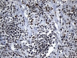 Invitrogen ZNF705D Monoclonal Antibody (OTI1G1) 100 &mu;L; Unconjugated:Antibodies,