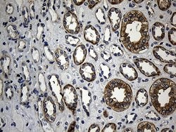 Invitrogen IkB epsilon Monoclonal Antibody (OTI6H8) 100 &mu;L; Unconjugated:Antibodies,