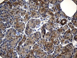 Invitrogen IkB epsilon Monoclonal Antibody (OTI6H8) 100 &mu;L; Unconjugated:Antibodies,