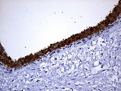 Invitrogen NAT1 Monoclonal Antibody (OTI6D7) 100 &mu;L; Unconjugated:Antibodies,