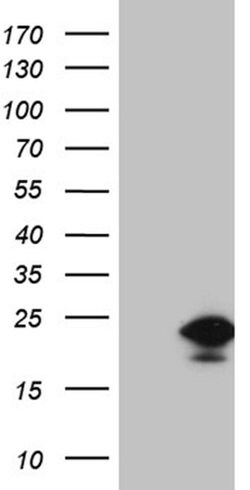 Invitrogen EDF1 Monoclonal Antibody (OTI7B6) 100 &mu;L; Unconjugated:Antibodies,