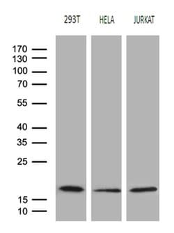 Invitrogen EDF1 Monoclonal Antibody (OTI7B6) 100 &mu;L; Unconjugated:Antibodies,