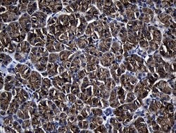 Invitrogen Aquaporin 8 Monoclonal Antibody (OTI6C9) 100 &mu;L; Unconjugated:Antibodies,