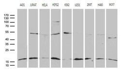 Invitrogen POLR2H Monoclonal Antibody (OTI4A12) 100 &mu;L; Unconjugated:Antibodies,