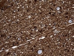 Invitrogen PGAM4 Monoclonal Antibody (OTI1H7) 100 &mu;L; Unconjugated:Antibodies,