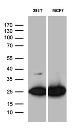 Invitrogen PGAM4 Monoclonal Antibody (OTI1H7) 100 &mu;L; Unconjugated:Antibodies,