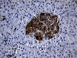 Invitrogen PLAC8 Monoclonal Antibody (OTI2E10) 100 &mu;L; Unconjugated:Antibodies,