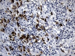 Invitrogen PLAC8 Monoclonal Antibody (OTI2E10) 100 &mu;L; Unconjugated:Antibodies,