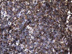 Invitrogen PLAC8 Monoclonal Antibody (OTI2E10) 100 &mu;L; Unconjugated:Antibodies,