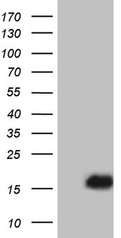 Invitrogen PLAC8 Monoclonal Antibody (OTI2E10) 100 &mu;L; Unconjugated:Antibodies,