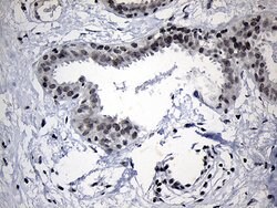 Invitrogen ELL Monoclonal Antibody (OTI3A8) 100 &mu;L; Unconjugated:Antibodies,