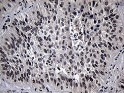 Invitrogen ELL Monoclonal Antibody (OTI3A8) 100 &mu;L; Unconjugated:Antibodies,