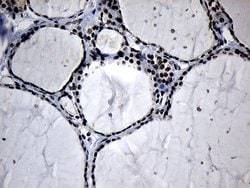Invitrogen ELL Monoclonal Antibody (OTI3A8) 100 &mu;L; Unconjugated:Antibodies,
