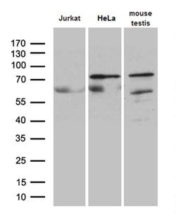 Invitrogen ELL Monoclonal Antibody (OTI3A8) 100 &mu;L; Unconjugated:Antibodies,