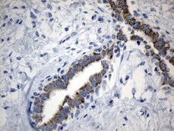 Invitrogen MRPL48 Monoclonal Antibody (OTI8E1) 100 &mu;L; Unconjugated:Antibodies,