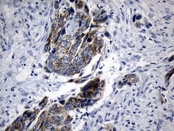 Invitrogen MRPL48 Monoclonal Antibody (OTI8E1) 100 &mu;L; Unconjugated:Antibodies,