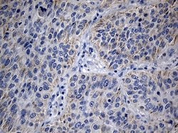 Invitrogen MRPL48 Monoclonal Antibody (OTI8E1) 100 &mu;L; Unconjugated:Antibodies,