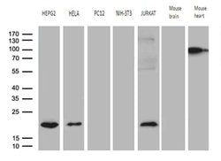 Invitrogen MRPL48 Monoclonal Antibody (OTI8E1) 100 &mu;L; Unconjugated:Antibodies,