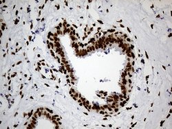 Invitrogen hnRNP H1 Monoclonal Antibody (OTI2E8) 100 &mu;L; Unconjugated:Antibodies,