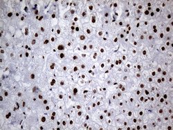 Invitrogen hnRNP H1 Monoclonal Antibody (OTI2E8) 100 &mu;L; Unconjugated:Antibodies,