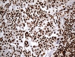Invitrogen hnRNP H1 Monoclonal Antibody (OTI2E8) 100 &mu;L; Unconjugated:Antibodies,