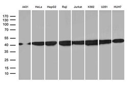 Invitrogen hnRNP H1 Monoclonal Antibody (OTI2E8) 100 &mu;L; Unconjugated:Antibodies,