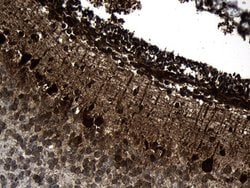 Invitrogen TCP-1 delta Monoclonal Antibody (OTI3C12) 100 &mu;L; Unconjugated:Antibodies,