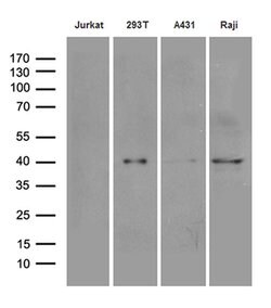 Invitrogen DNAJB5 Monoclonal Antibody (OTI1B12) 100 &mu;L; Unconjugated:Antibodies,