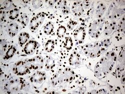 Invitrogen hnRNP H1 Monoclonal Antibody (OTI4F10) 100 &mu;L; Unconjugated:Antibodies,
