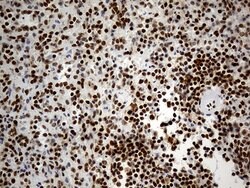 Invitrogen hnRNP H1 Monoclonal Antibody (OTI4F10) 100 &mu;L; Unconjugated:Antibodies,
