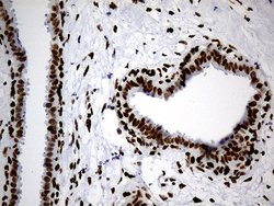 Invitrogen hnRNP H1 Monoclonal Antibody (OTI4F10) 100 &mu;L; Unconjugated:Antibodies,