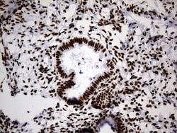 Invitrogen hnRNP H1 Monoclonal Antibody (OTI4F10) 100 &mu;L; Unconjugated:Antibodies,