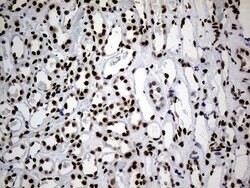 Invitrogen hnRNP H1 Monoclonal Antibody (OTI4F10) 100 &mu;L; Unconjugated:Antibodies,