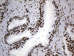 Invitrogen hnRNP H1 Monoclonal Antibody (OTI4F10) 100 &mu;L; Unconjugated:Antibodies,