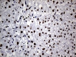 Invitrogen hnRNP H1 Monoclonal Antibody (OTI4F10) 100 &mu;L; Unconjugated:Antibodies,