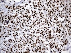 Invitrogen hnRNP H1 Monoclonal Antibody (OTI4F10) 100 &mu;L; Unconjugated:Antibodies,