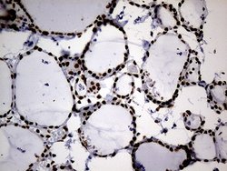 Invitrogen hnRNP H1 Monoclonal Antibody (OTI4F10) 100 &mu;L; Unconjugated:Antibodies,