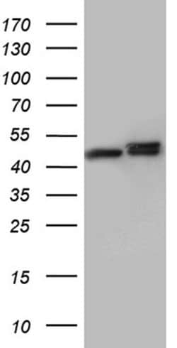 Invitrogen hnRNP H1 Monoclonal Antibody (OTI4F10) 100 &mu;L; Unconjugated:Antibodies,