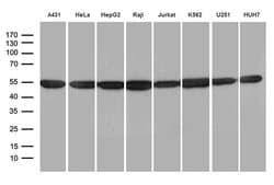 Invitrogen hnRNP H1 Monoclonal Antibody (OTI4F10) 100 &mu;L; Unconjugated:Antibodies,