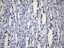 Invitrogen HOXD8 Monoclonal Antibody (OTI2A1) 100 &mu;L; Unconjugated:Antibodies,