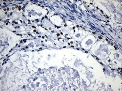 Invitrogen HOXD8 Monoclonal Antibody (OTI2A1) 100 &mu;L; Unconjugated:Antibodies,