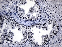 Invitrogen ZKSCAN1 Monoclonal Antibody (OTI2C9) 100 &mu;L; Unconjugated:Antibodies,