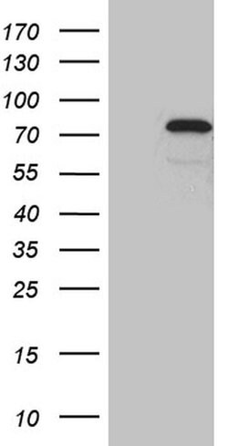 Invitrogen ZKSCAN1 Monoclonal Antibody (OTI2C9) 100 &mu;L; Unconjugated:Antibodies,