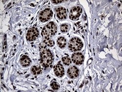 Invitrogen ASH2L Monoclonal Antibody (OTI7D11) 100 &mu;L; Unconjugated:Antibodies,