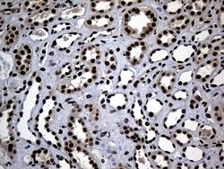 Invitrogen ASH2L Monoclonal Antibody (OTI7D11) 100 &mu;L; Unconjugated:Antibodies,