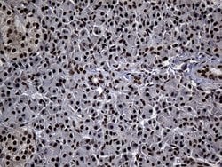 Invitrogen ASH2L Monoclonal Antibody (OTI7D11) 100 &mu;L; Unconjugated:Antibodies,