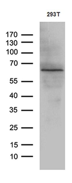 Invitrogen KLF11 Monoclonal Antibody (OTI4H7) 100 &mu;L; Unconjugated:Antibodies,